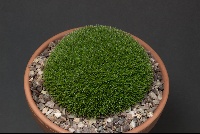 Benthamiella graminifolia